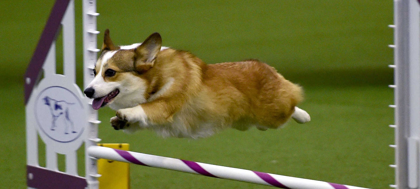 4-H Dog Show