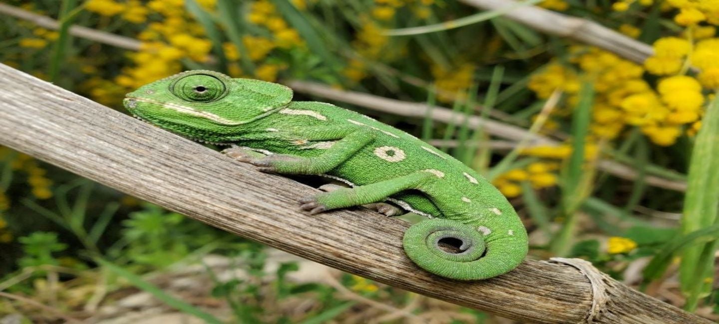 Show Me Reptile Show The Ranch Events Complex, Loveland Colorado